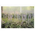 湖北麦冬草批发|湖北麦冬草基地 
