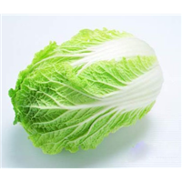 襄阳大白菜价格 