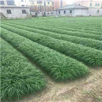 河南麦冬草基地