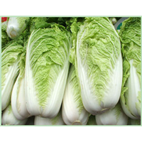 湖北大白菜价格 