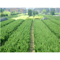 湖北麦冬草批发 