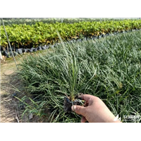 湖南麦冬草基地