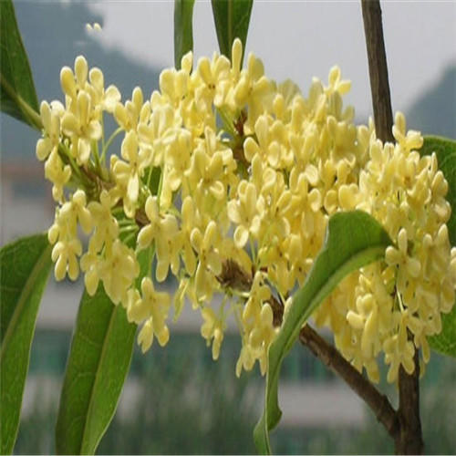 海南桂花 
