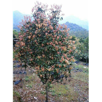 海南桂花价格 海口桂花 