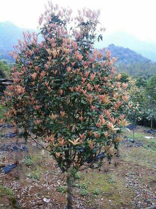 海南桂花价格 海口桂花 