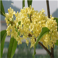 海南桂花 