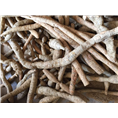 广东江门牛大力苗%江门牛大力薯#9