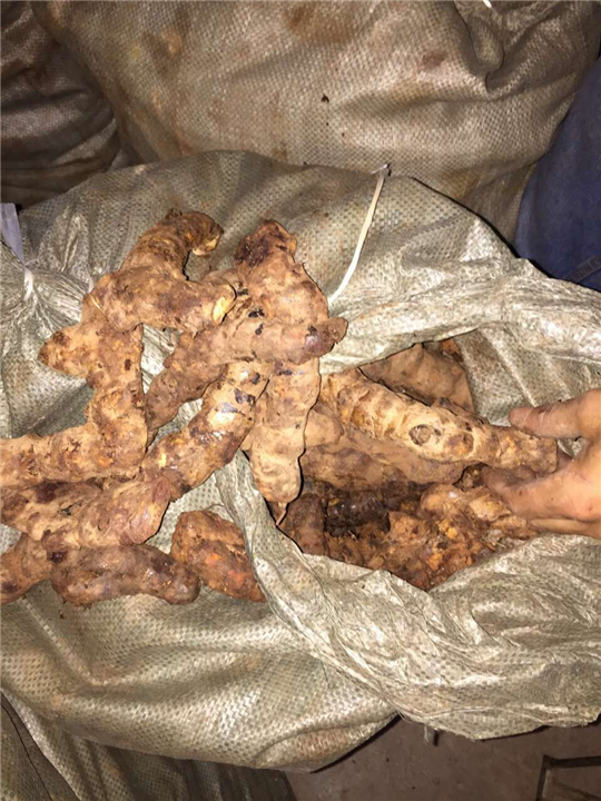 广东土茯苓供应商#广东哪里有土茯苓？4