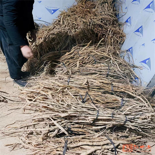 广东牛大力批发商