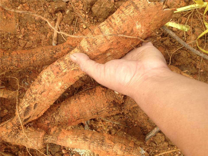 广东牛大力种苗￥广东牛大力批发价格