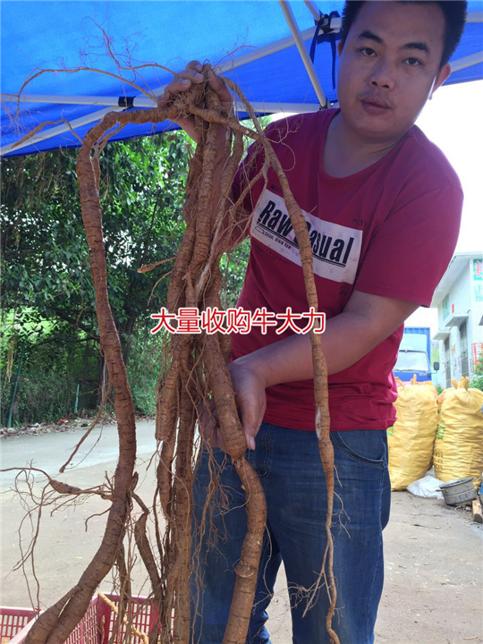 大量批发天然野生牛大力种苗,