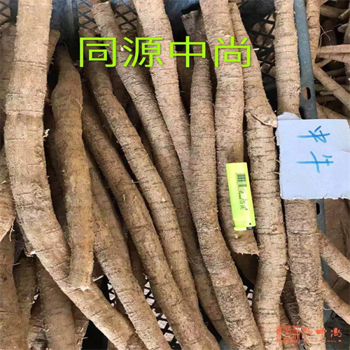 广东哪里有野生牛大力