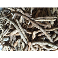 广东江门牛大力苗%江门牛大力薯#