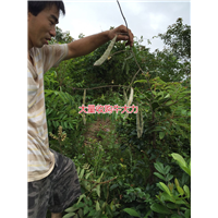 大量批发天然野生牛大力种苗,