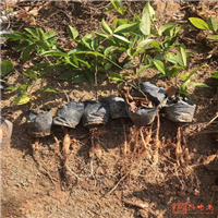 广东野生牛大力图片
