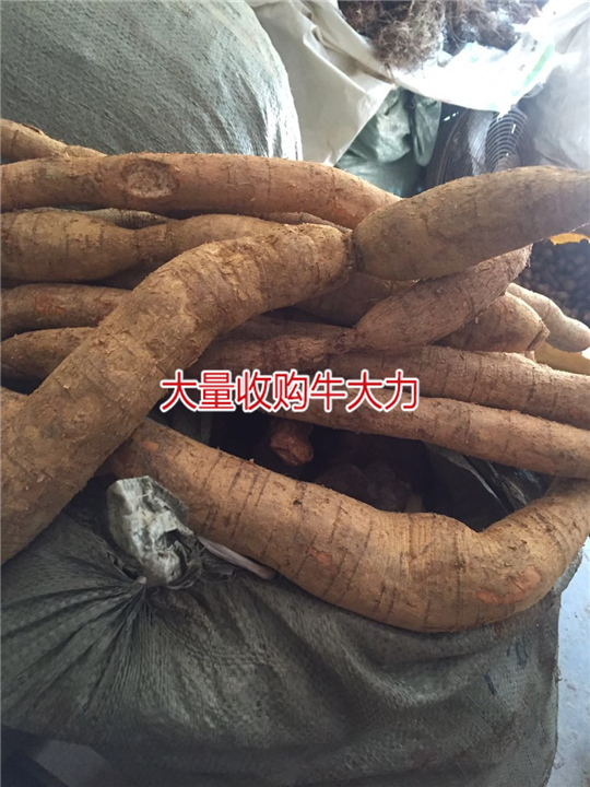 大量批发牛大力，和收购种植牛大力