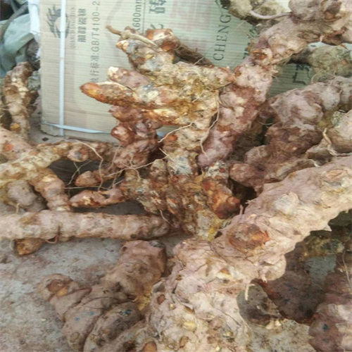 广州牛大力的市场价格
