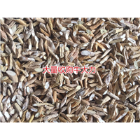 天然牛大力加工厂，生产牛大力干品