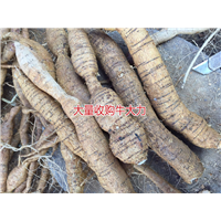 大量批发牛大力，和收购种植牛大力