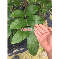 大量批发天然野生牛大力种苗,
