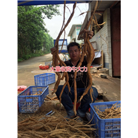 大量批发天然野生牛大力种苗,