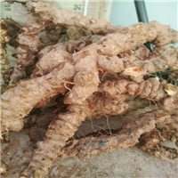 广东牛大力批发市场