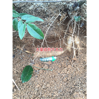 大量批发天然野生牛大力种苗,