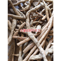 大量批发牛大力，和收购种植牛大力