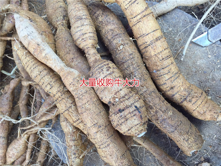 大量批发天然野生牛大力种苗,