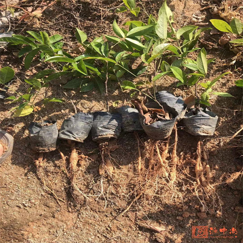 广东野生牛大力图片