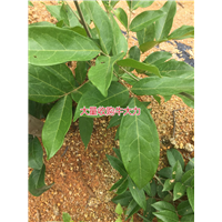大量批发天然野生牛大力种苗,