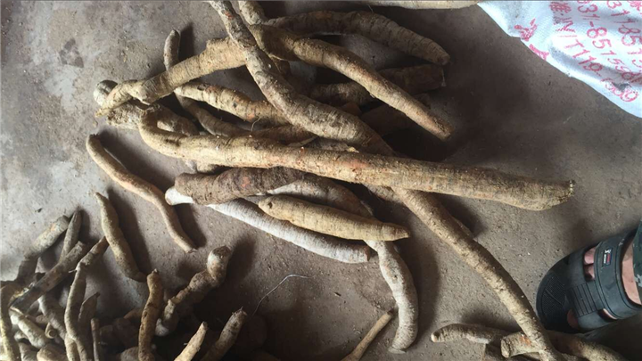 广东牛大力&广东牛大力批发商7