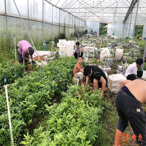 四种人不能吃牛大力