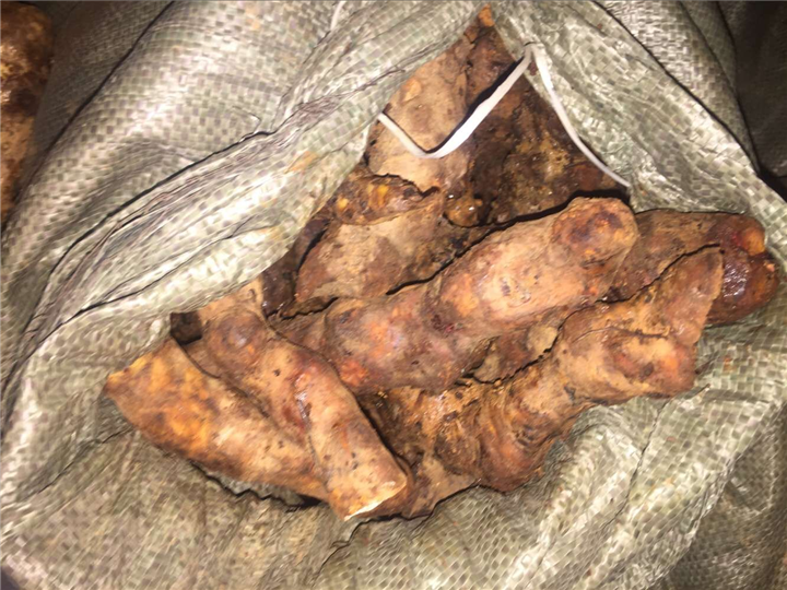 广东土茯苓供应商#广东哪里有土茯苓？
