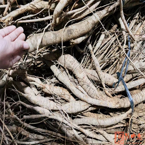 广东牛大力种苗