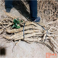 广东牛大力市场收购价