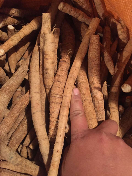 广东牛大力种苗￥广东牛大力批发价格9