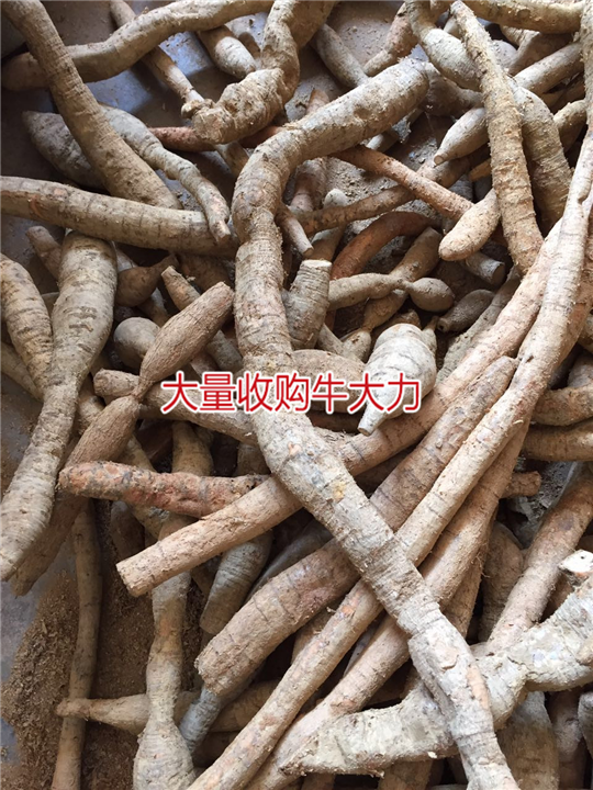 大量批发牛大力，和收购种植牛大力