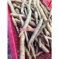 大量批发牛大力，和收购种植牛大力