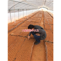 大量批发天然野生牛大力种苗,