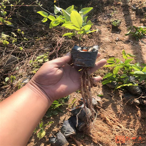 广东牛大力种苗