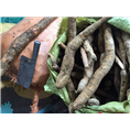 广东牛大力薯6 