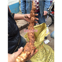 土茯苓批发