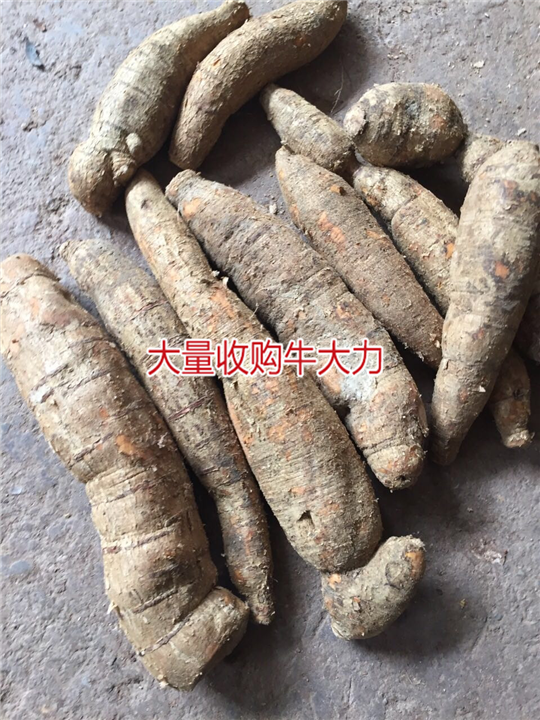 大量批发牛大力，和收购种植牛大力