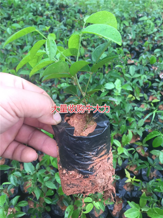 大量批发天然野生牛大力种苗,