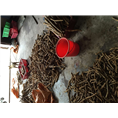 广东牛大力薯4 