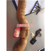 大量批发牛大力，和收购种植牛大力