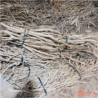 广东牛大力**收购价