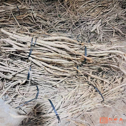 广东牛大力**收购价