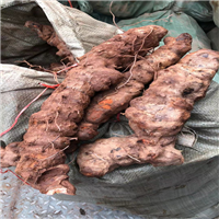 广州牛大力的市场价格